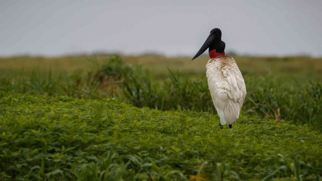 bird-pantanal-nature-habitat