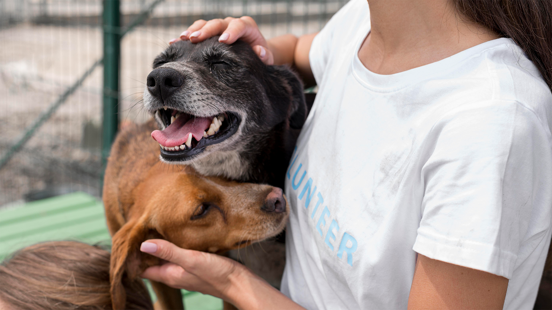 cão